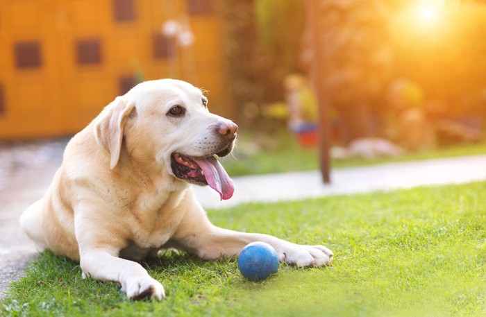 ボールで遊ぶ犬