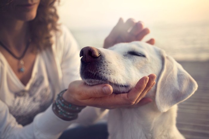 飼い主に撫でられて目を閉じる犬