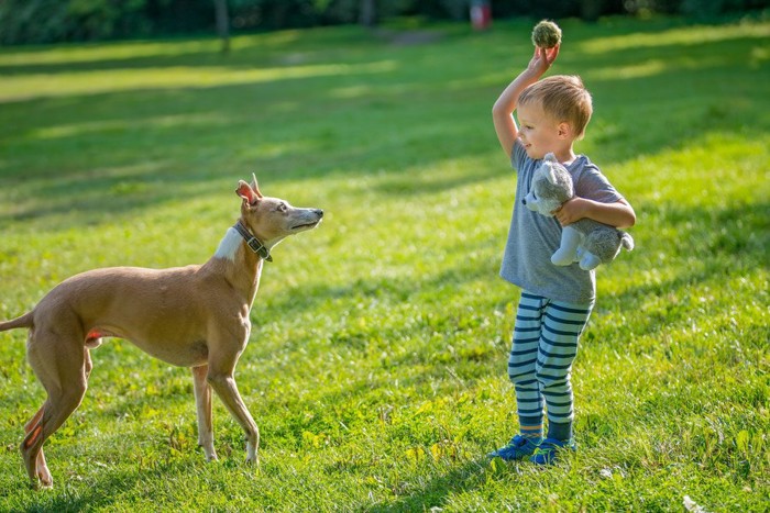 ボールを投げようとする男の子と見る犬