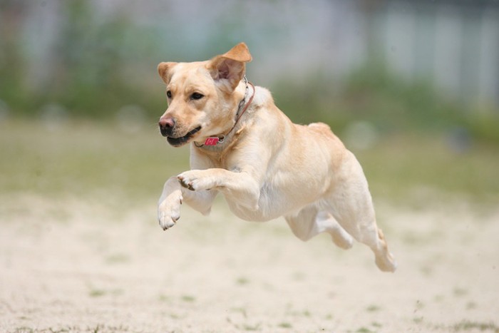 ジャンプして走る犬