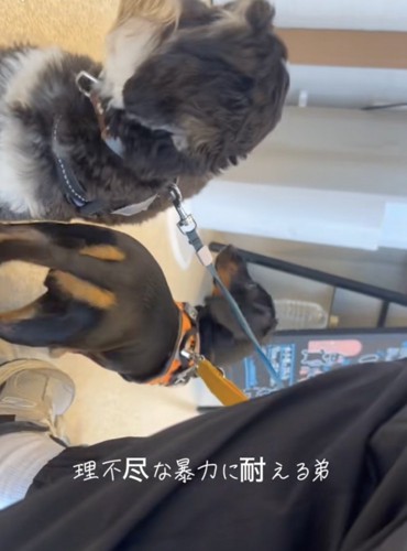 めんまくん、耐え抜きました