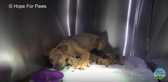 母犬と子犬たち