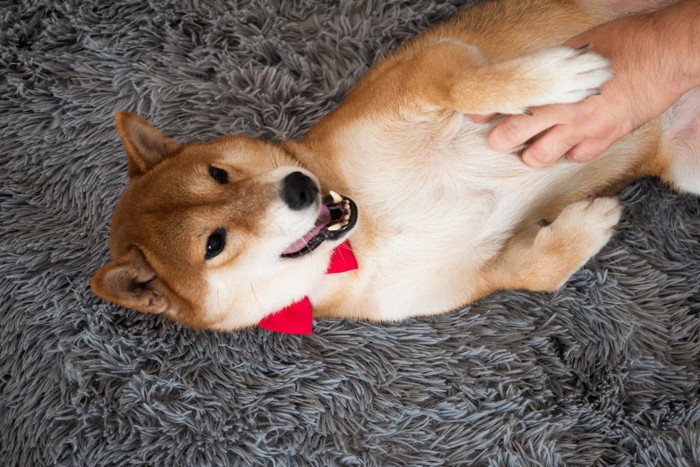 柴犬、お腹をなでる