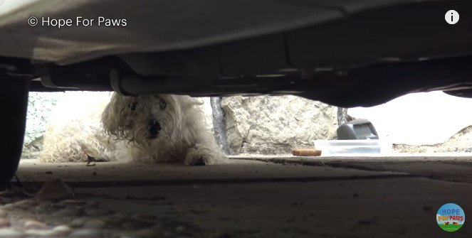 車の下からのぞく犬