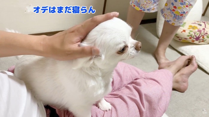 「まだ寝たくない」と主張するコハクくん