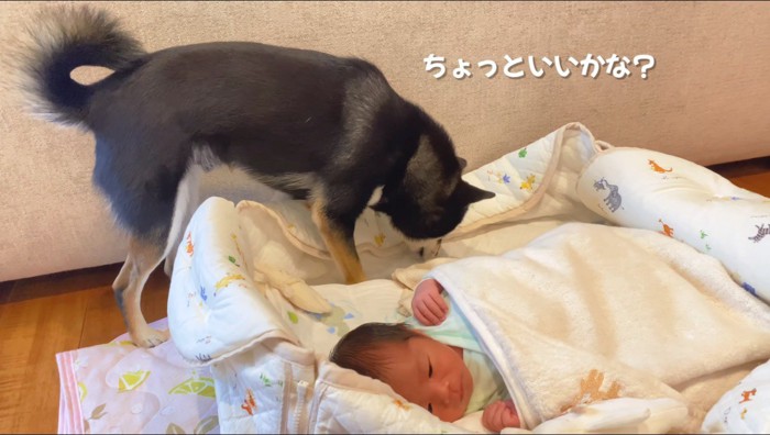 赤ちゃんが眠っている布団の囲いの中に入る犬