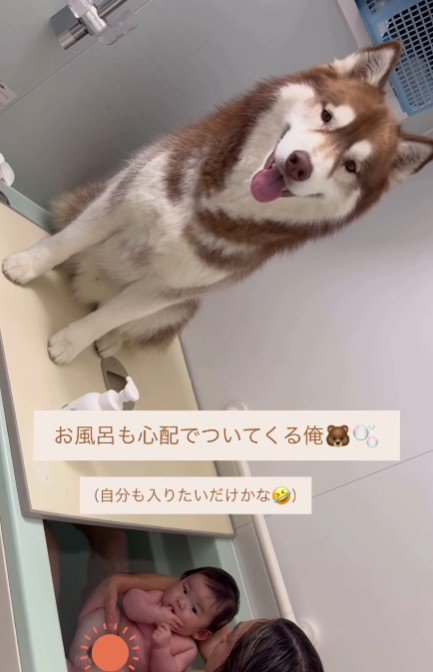 お風呂に付き添うたぬきちちゃん