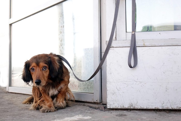 女性にキスされている犬