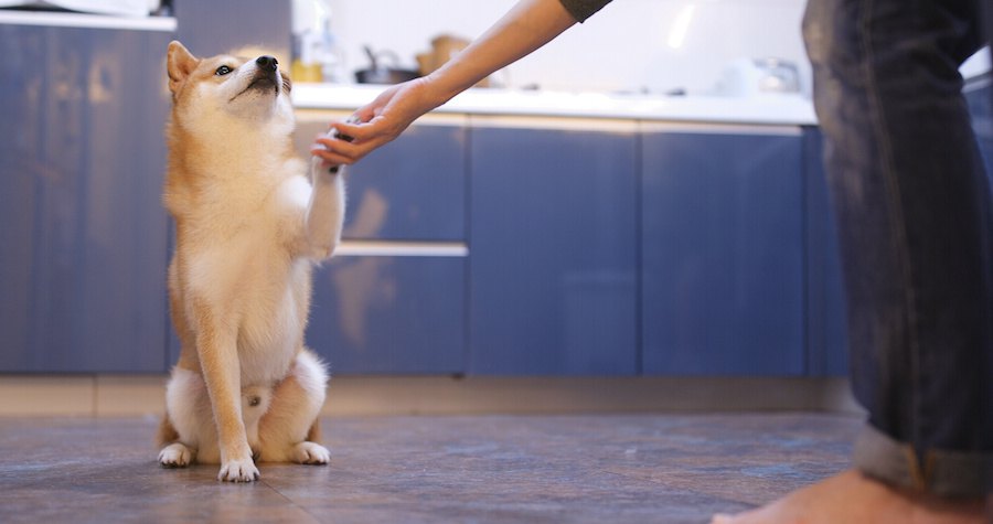 おすわりをしてお手をする柴犬