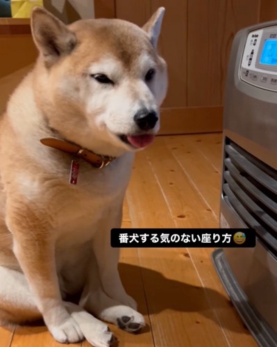 ヒーター前に座る柴犬