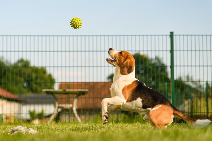 ボールで遊ぶビーグル犬