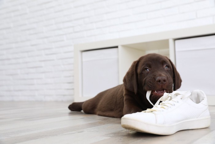 スニーカーの紐を噛む犬