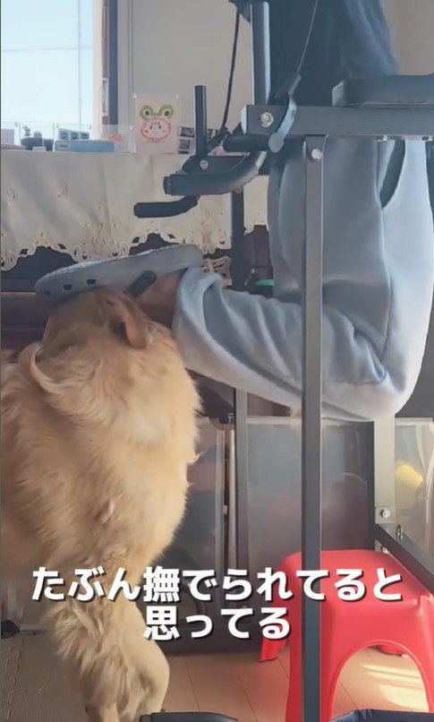 筋トレ中の飼い主さんとおさる君5