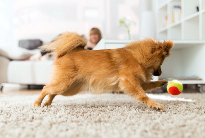 室内でボールを追いかける犬