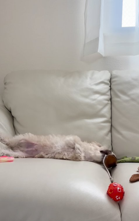 ソファーの上で遊ぶ子犬