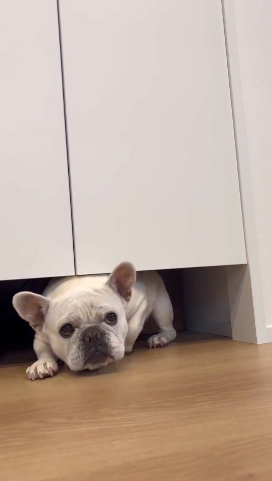 飼い主を見つめながら扉の下をくぐろうとする犬