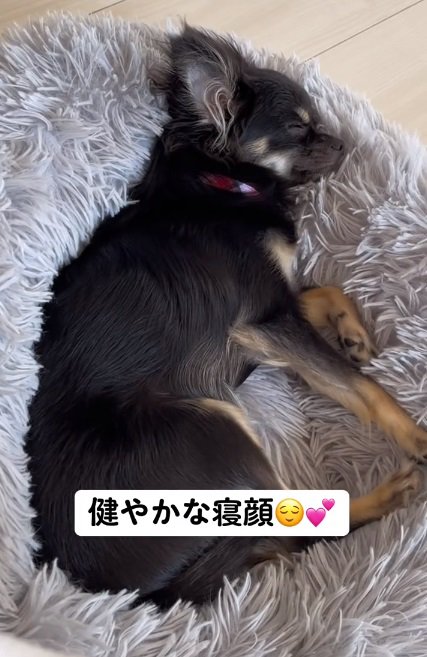 眠るちまきちゃん
