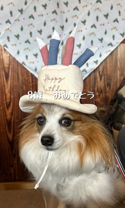 そらちゃんを迎えてからの日々9