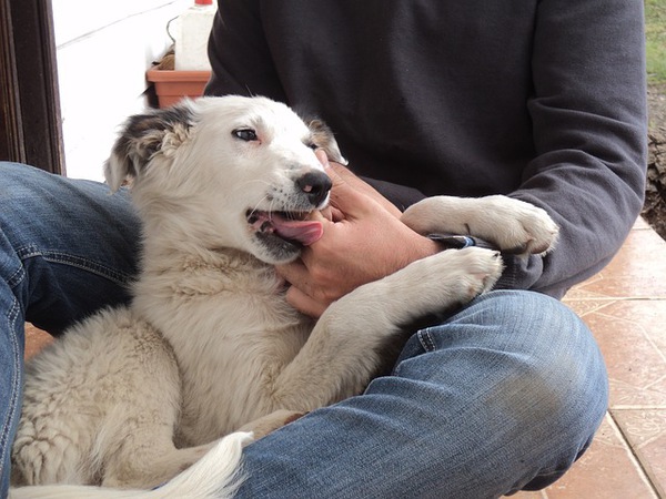 犬が幸せそうに飼い主にじゃれている様子