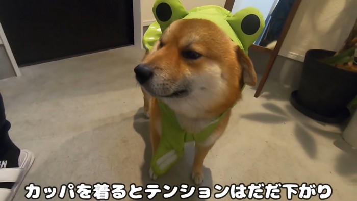 おにぎりくんの散歩拒否9