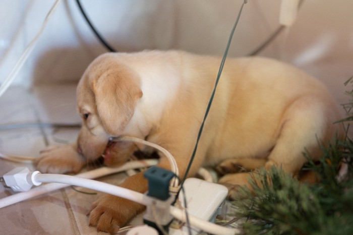 電源コードを噛む犬