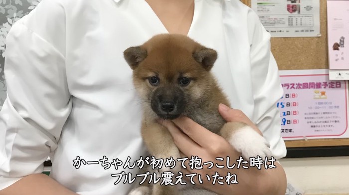 女性に抱っこされる子犬