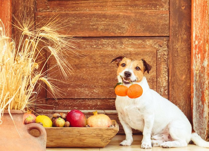 オレンジを咥える犬と箱に入ったフルーツ