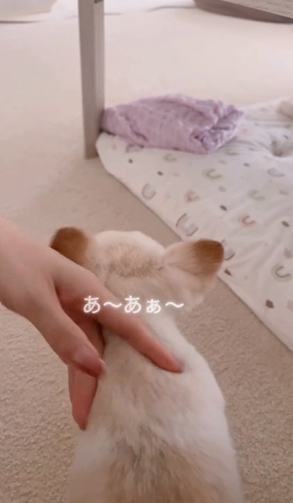 声が出るうにちゃん