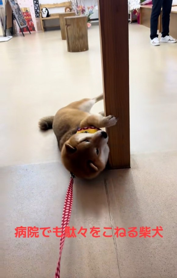 柱にしがみつく茶々麻呂之介くん