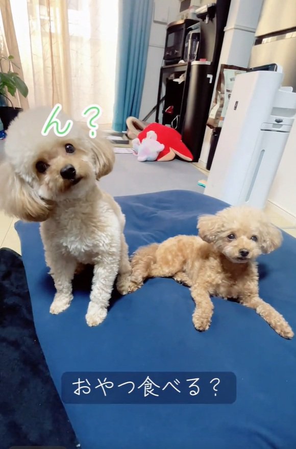 首をかしげるモカちゃん