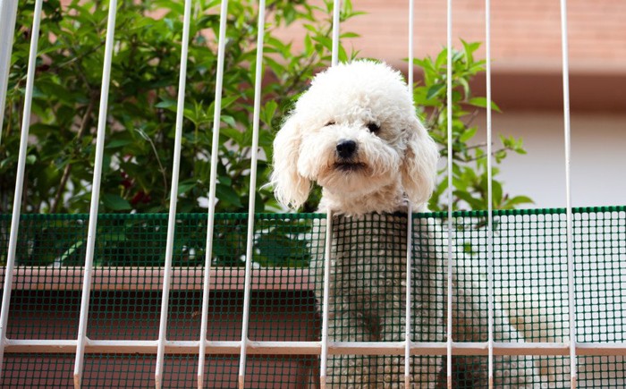 上からのぞいている犬の写真