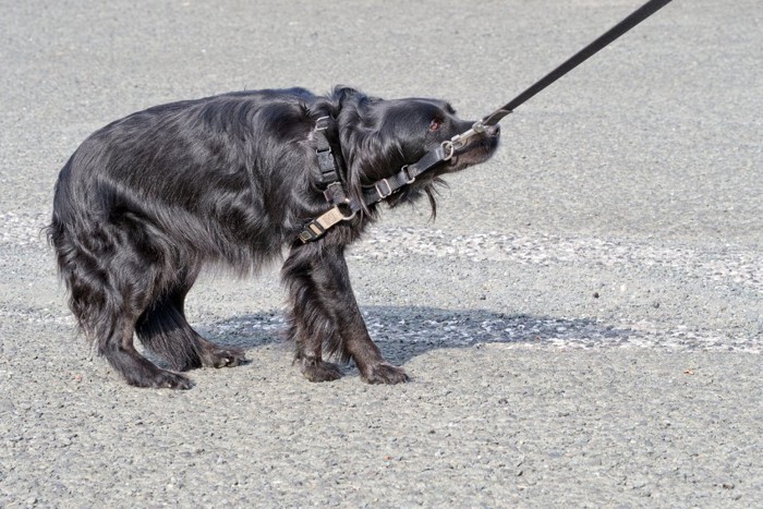 怯える黒い犬