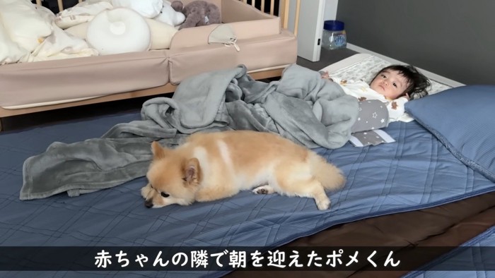 ポメくんと赤ちゃん