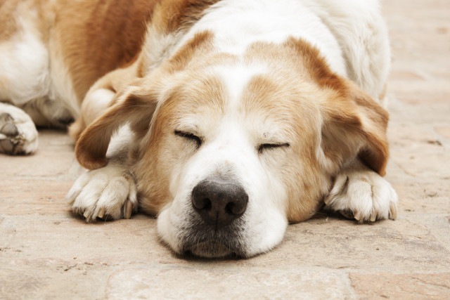 目をつぶっている犬