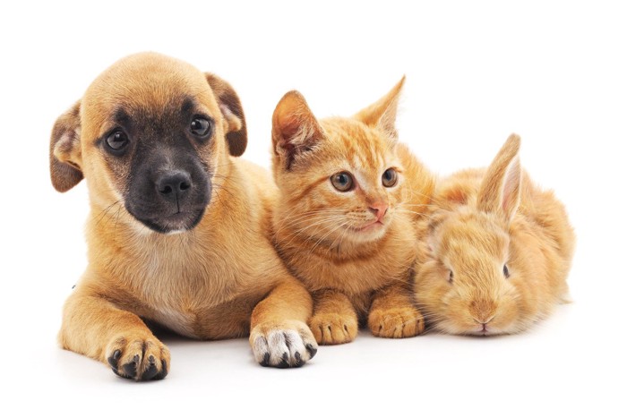 犬、猫、うさぎ