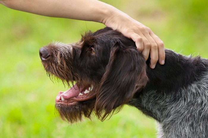 首をなでられている犬