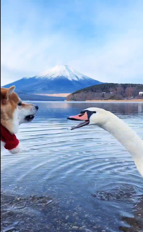 ゴン太くんVS白鳥8
