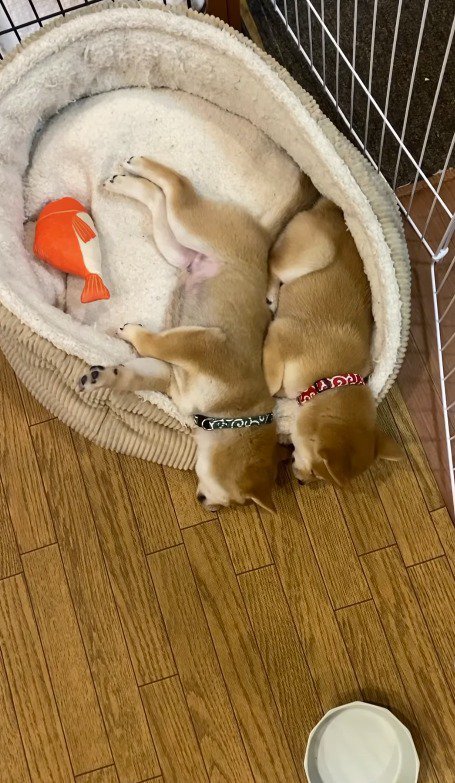 ペット用ベッドの上で眠る2頭の子犬