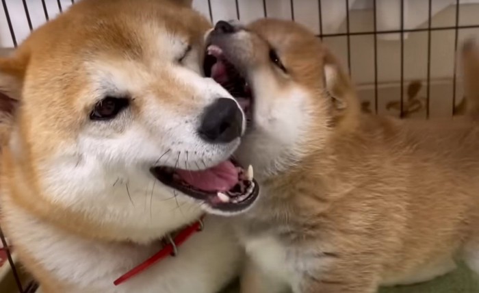 母犬の口を噛む子犬