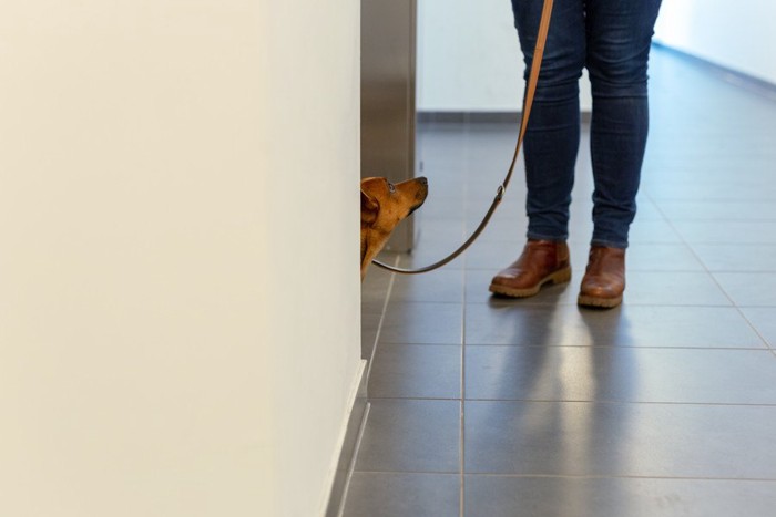 マンション内で散歩させる人と犬