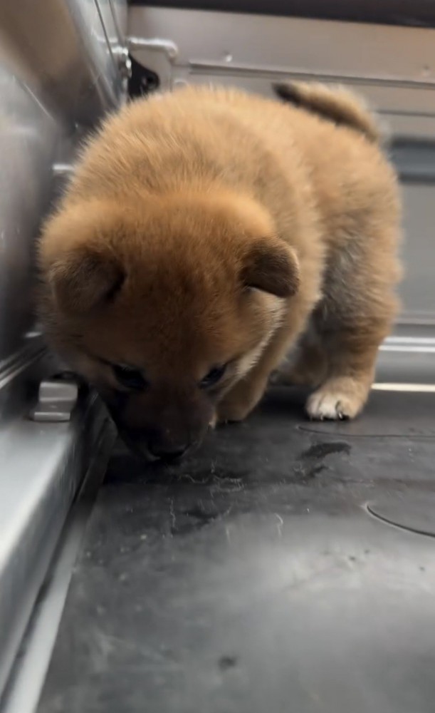 荷台を歩く子犬