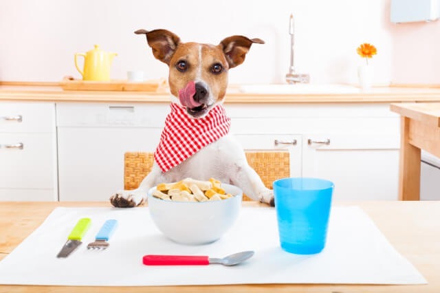 食事前の犬 