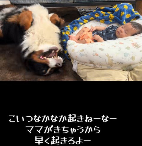 赤ちゃんを起こしたいとらじろう君6