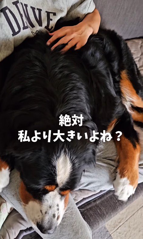 自分の大きさをわかっていないご様子