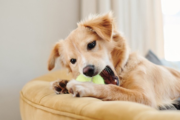 ボールを噛んでいる犬