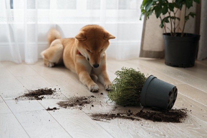 倒れた植物と柴犬