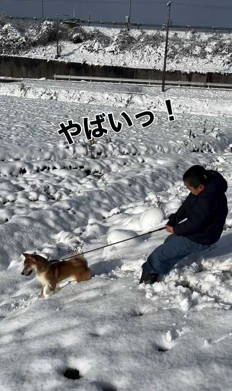 飼い主を引っ張りながら進む柴犬