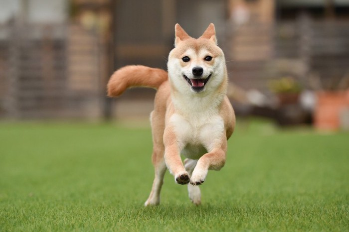 うれしそうに走る柴犬