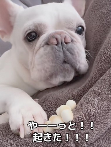 速やかにパクッ