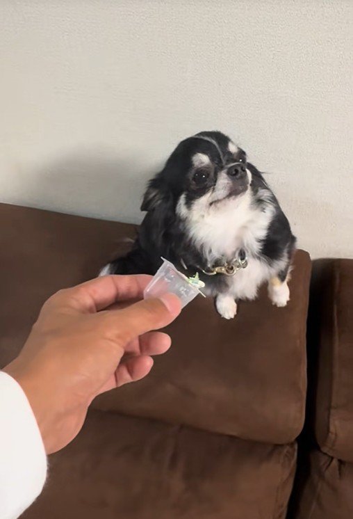 オレオちゃん＆マツちゃんの反応7